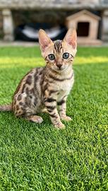 Gatto del bengala