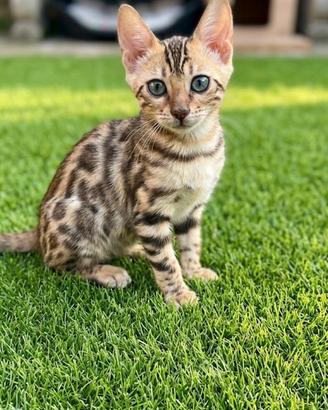 Gatto del bengala