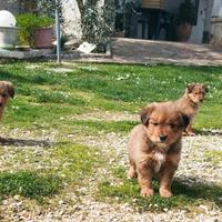 Cuccioli Maschi Media Taglia