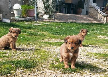 Cuccioli Maschi Media Taglia