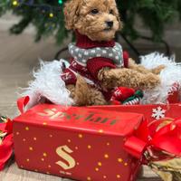 Barboncini toy red e vari colori