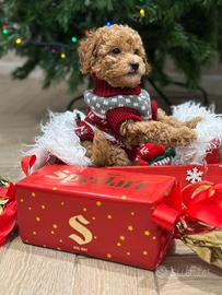 Barboncini toy red e vari colori