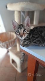 Cuccioli di gatto del Bengala