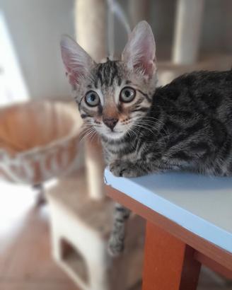 Cuccioli di gatto del Bengala