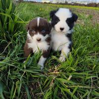 Cucciolo pastore australiano