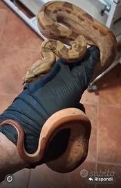 Boa constrictor imperator baby 2025