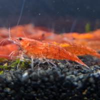 Neocaridina davidi gamberi