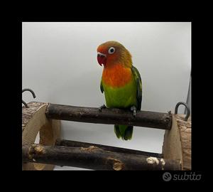 Inseparabile Fisher ancestrale