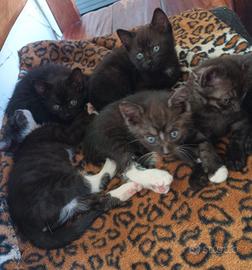 REGALASI gattini