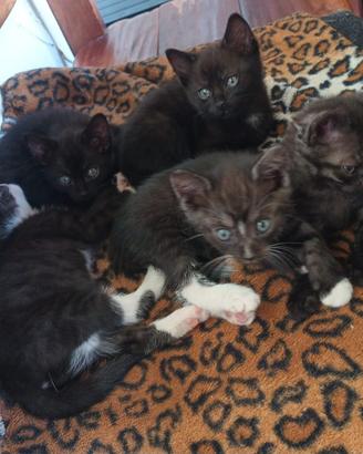 REGALASI gattini