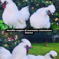 Ultima coppia di moroseta colorazione bianca