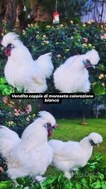 Ultima coppia di moroseta colorazione bianca