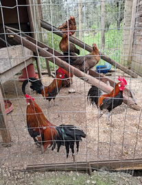 Galletti di razza Phoenix