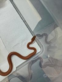 Boaedon Fuliginosus maschio Red Kenya