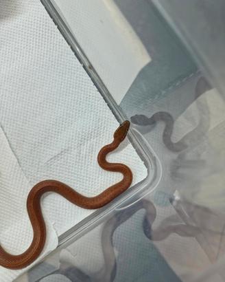 Boaedon Fuliginosus maschio Red Kenya