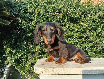 Bassotto tedesco a pelo lungo