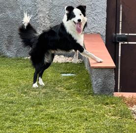 Fidanzata per Borde Collie