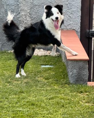 Fidanzata per Borde Collie