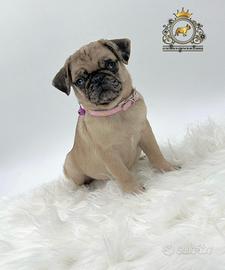 Simpaticissimi carlini Maschietti e femminucce