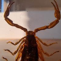 Scorpione dorato in resina