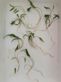 Cryptocoryne wendtii green