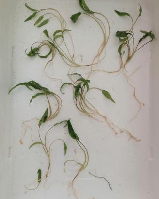 Cryptocoryne wendtii green
