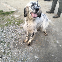 Nebbia : Cane da ferma setter inglese