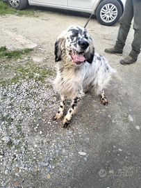 Nebbia : Cane da ferma setter inglese