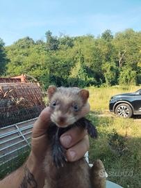 Cuccioli di furetto