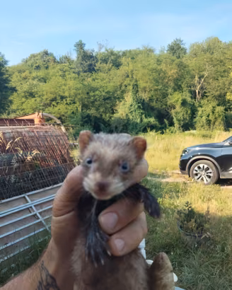 Cuccioli di furetto