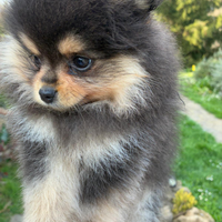 Cucciola Spitz tedesco nano