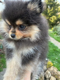 Cucciola Spitz tedesco nano