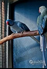 Parrocchetto dal collare opalino