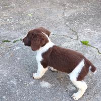 Cuccioli di springer spaniel compagnia caccia