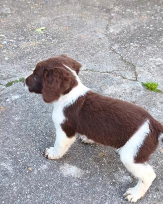 Cuccioli di springer spaniel compagnia caccia
