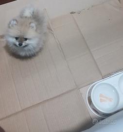 Spitz di pomerania