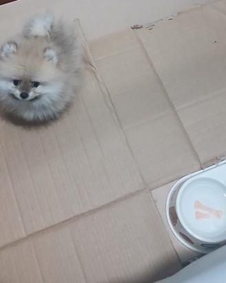 Spitz di pomerania