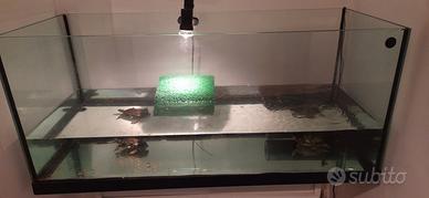 Acquario