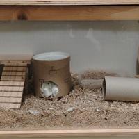 terrario/gabbia per piccoli roditori