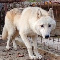 American Wolfdog - cane lupo