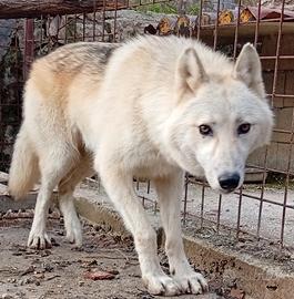American Wolfdog - cane lupo