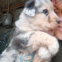 Cuccioli australiano apuano