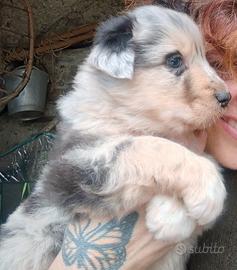 Cuccioli australiano apuano