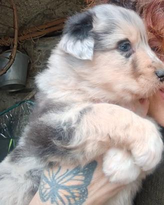 Cuccioli australiano apuano