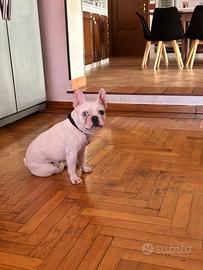 Femmina bulldog francese esotic