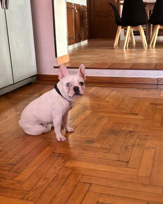 Femmina bulldog francese esotic