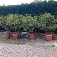 Pianta di limone