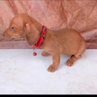 Bassotti tedeschi femmine fulve e blu focato