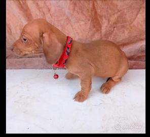 Bassotti tedeschi femmine fulve e blu focato