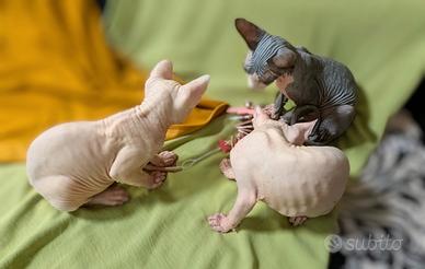 3 Gattini Canadian Sphynx con PEDIGREE Maschietti